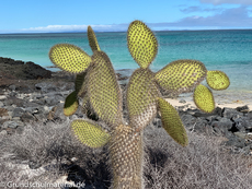Galapagos-Pflanzen16.jpg